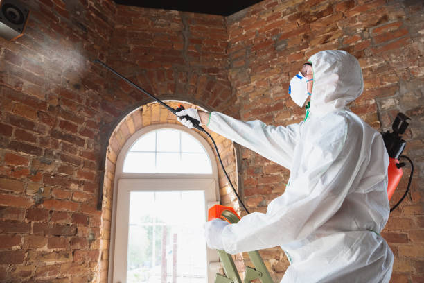 Why You Should Choose Our Mold Remediation Services in Lowry Crossing, TX